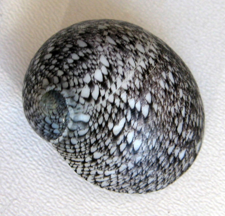 Nereina haematostoma, (Martens, 1878)
